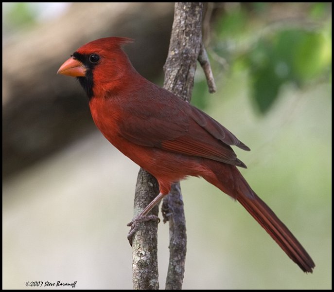 _7SB1964 northern cardinal.jpg - birds, photos, avian, nature, photography, fotos, images